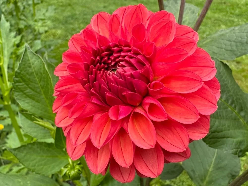 Dahlia 'Barbarry Fusilier' (Barbarry Fusilier Dahlia) — Northwest